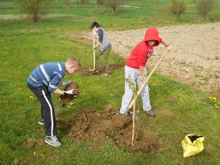 Učenici su svoje voćke posadili u Dječjem vrtiću „Zraka sunca”