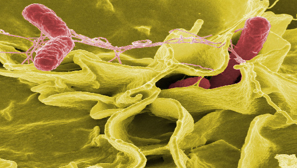 salmonella_bacteria